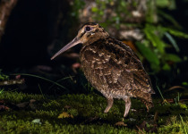 Alaska woodcock