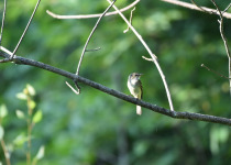 Alder Flycatcher