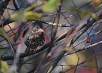 Aleutian Sparrow