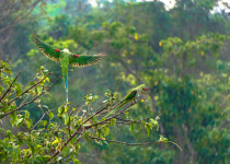 Alexandrine Parakeet