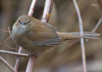 Alishan Bush Warbler