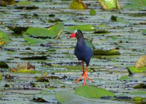 Allen's Gallinule
