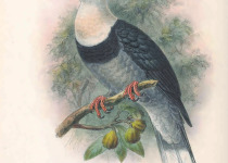 Alligator Fruit Dove