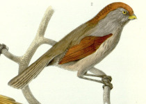 Alphonse's Fulvetta