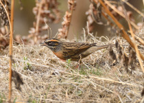 Alpine Accentor