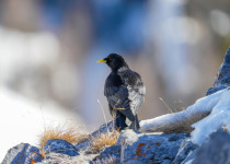 Alpine Chough
