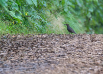 Alpine Thrush