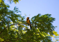Altamira Oriole