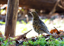 Amami Thrush