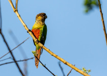 Amazonian Parrotlet