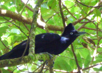 Amazonian Umbrellabird