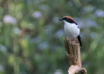 Amboim Shrike