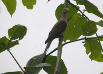 Amboyna Cuckoo-Dove