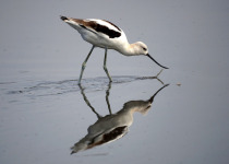 American Avocet