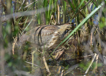 American Bittern