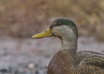 American Black Duck