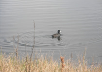American Coot