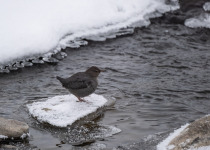 American Dipper