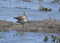 American Golden Plover