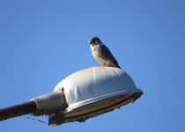 American Kestrel