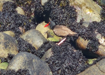 American Oystercatcher