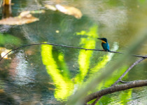 American Pygmy Kingfisher