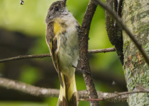 American Redstart