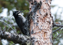 American Three-toed Woodpecker