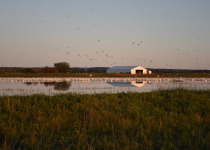 American White Pelican