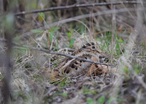 American Woodcock