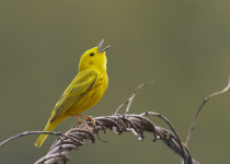 American Yellow Warbler
