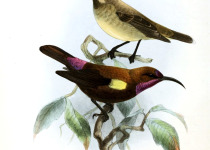 Amethyst Sunbird