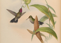 Amethyst-throated Hummingbird