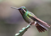 Amethyst-throated Sunangel