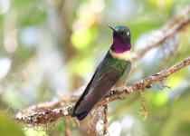 Amethyst-throated Sunangel
