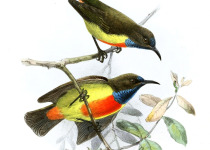 Anchieta's Sunbird