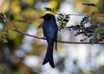 Andaman Drongo