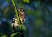 Andaman Hawk-Owl