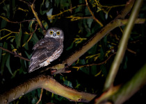 Andaman Hawk-Owl