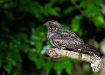 Andaman Nightjar