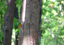 Andaman Woodpecker