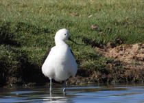 Andean Avocet