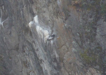 Andean Condor