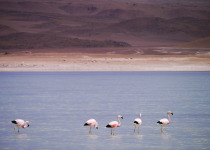 Andean flamingo