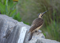 Andean Flicker