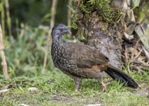 Andean Guan