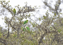 Andean Parakeet