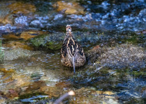 Andean Snipe
