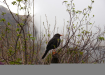 Andean Solitaire