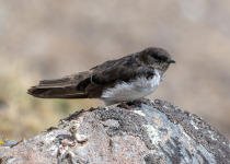 Andean Swallow